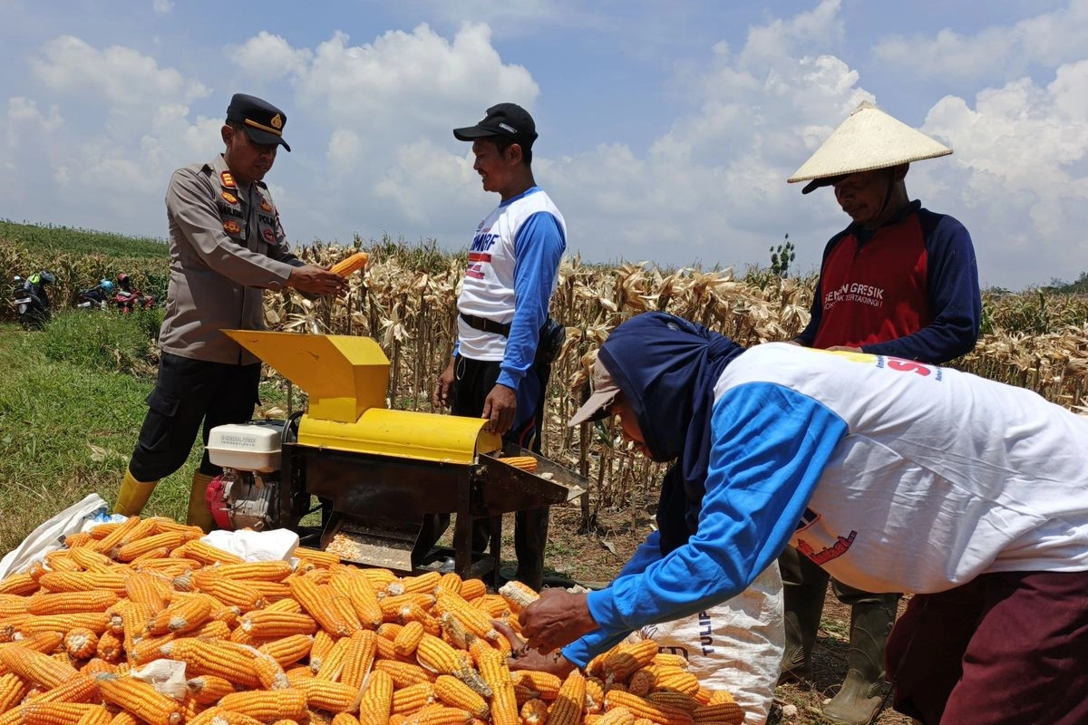 Produksi Jagung Semester I 2026 Diperkirakan Turun Jadi 8,33 Juta Ton