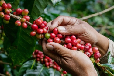 5 Destinasi di Indonesia Ini Tawarkan Pengalaman Ngopi Langsung di Kebunnya