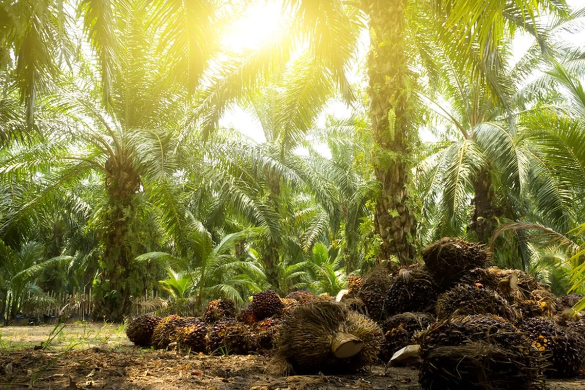 Indonesia Tambah Sumber Genetik Sawit dari Tanzania, Ini Tujuannya