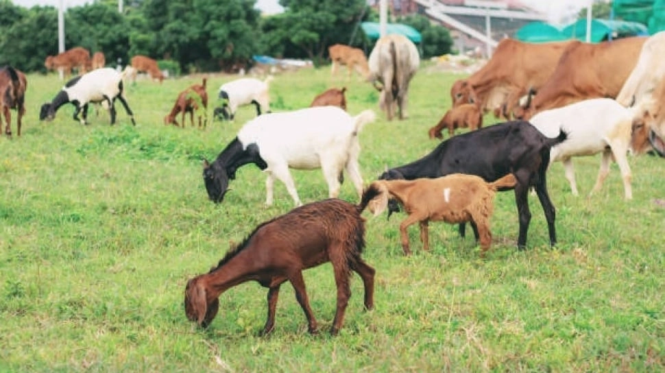 Meniatkan Kurban Satu Ekor Kambing untuk Satu Keluarga, Bolehkah?