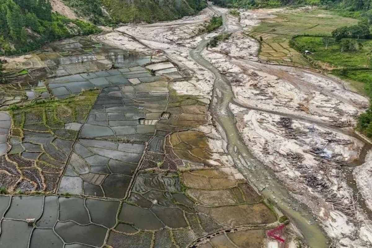 Pemulihan Sawah Terdampak Bencana Tunjukkan Progres, Ribuan Hektar Mulai Ditanami