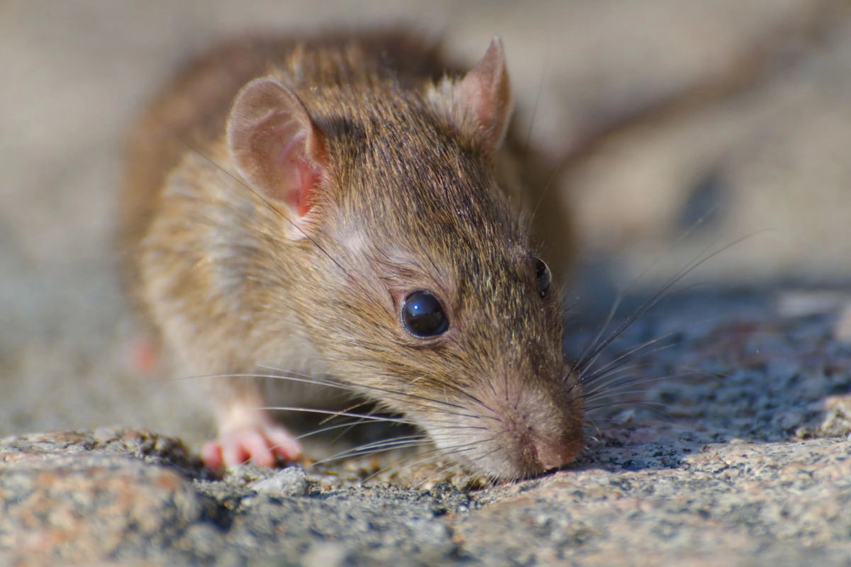 CDC Tetapkan Hantavirus Darurat Level 3, Ini Risiko dan Cara Penularannya