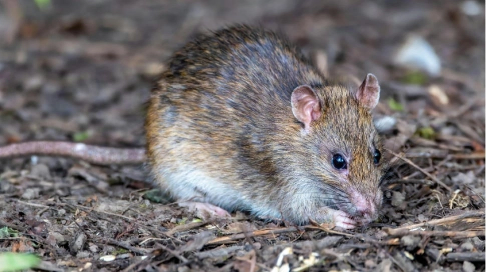 Mengapa Krisis Iklim Disebut Bisa Memperparah Penyebaran Hantavirus?