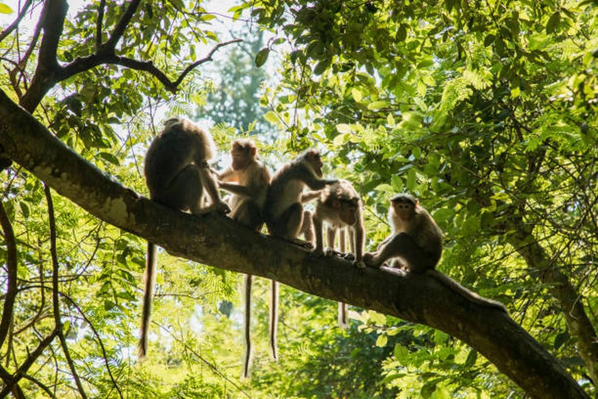 Pembukaan Hutan Disebut Bisa Picu Kenaikan Kasus “Monkey Malaria”