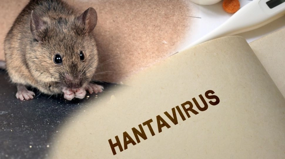 Gudang Berdebu hingga Area Perkebunan, Ini Lingkungan yang Bisa Jadi Sarang Penularan Hantavirus