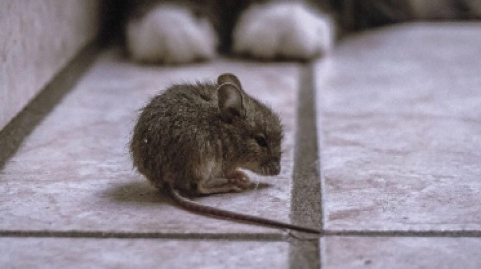 Waspada Hantavirus, Ketahui Cara Membersihkan Kotoran Tikus yang Benar