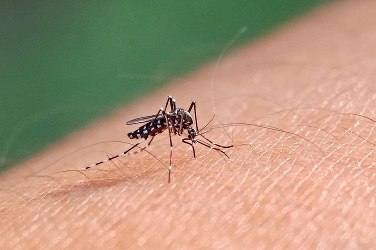 El Nino Bukan Cuma Bikin Gerah, Risiko DBD pada Anak Juga Meningkat