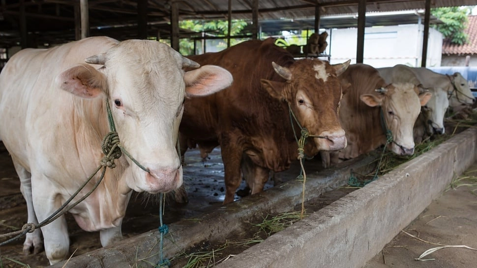 Pedagang Keluhkan Harga Sapi Naik Tinggi Jelang Iduladha, Ini Penyebabnya