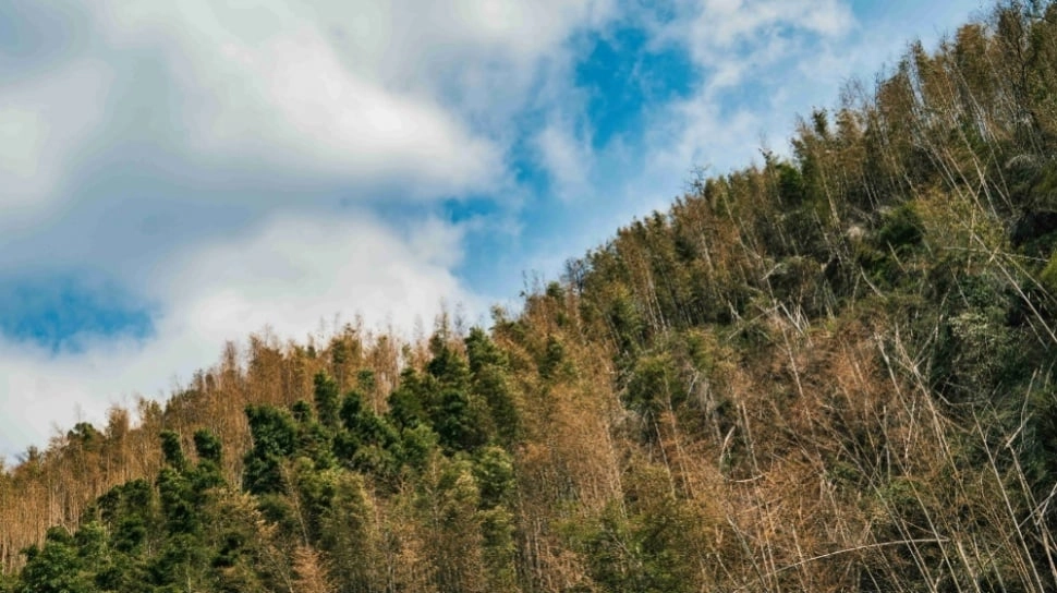 Peneliti Kembangkan Peta Lokasi PLTS untuk Tekan Konflik Lahan dan Risiko Deforestasi