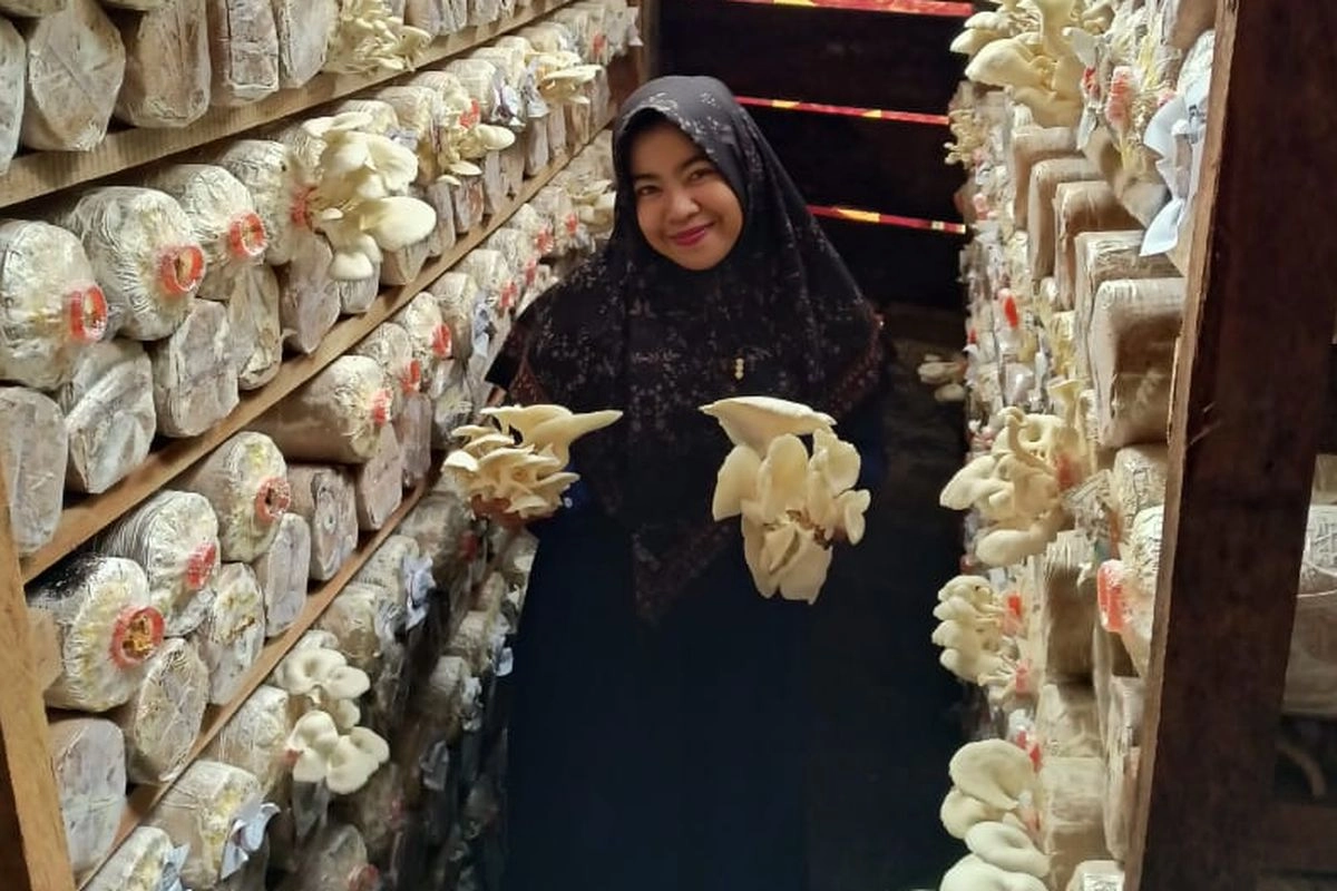 Manfaatkan Drum Bekas, Jamur Tiram Trisha Gerakkan Ekonomi di Nias