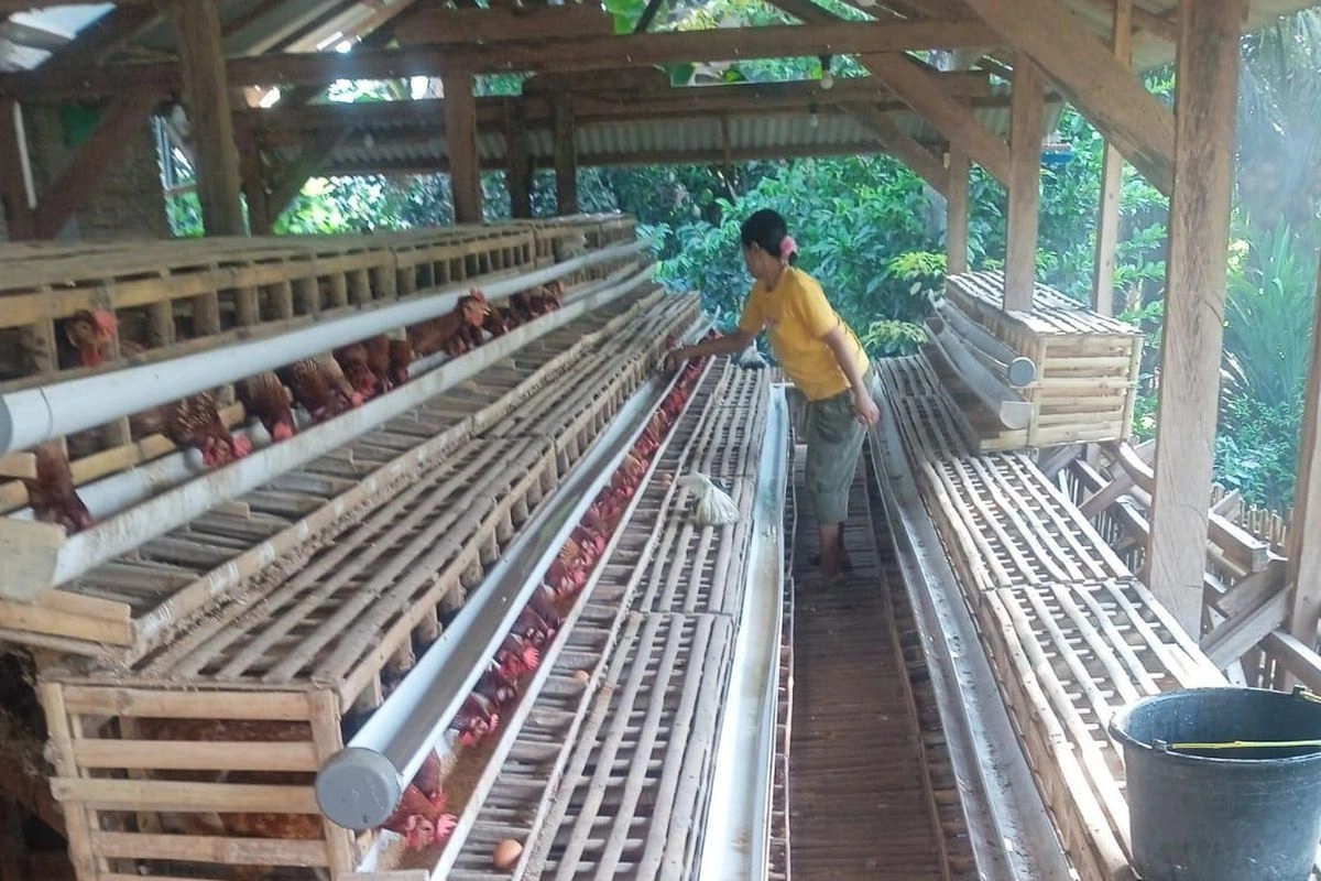Duduk Perkara Harga Telur Anjlok Drastis
