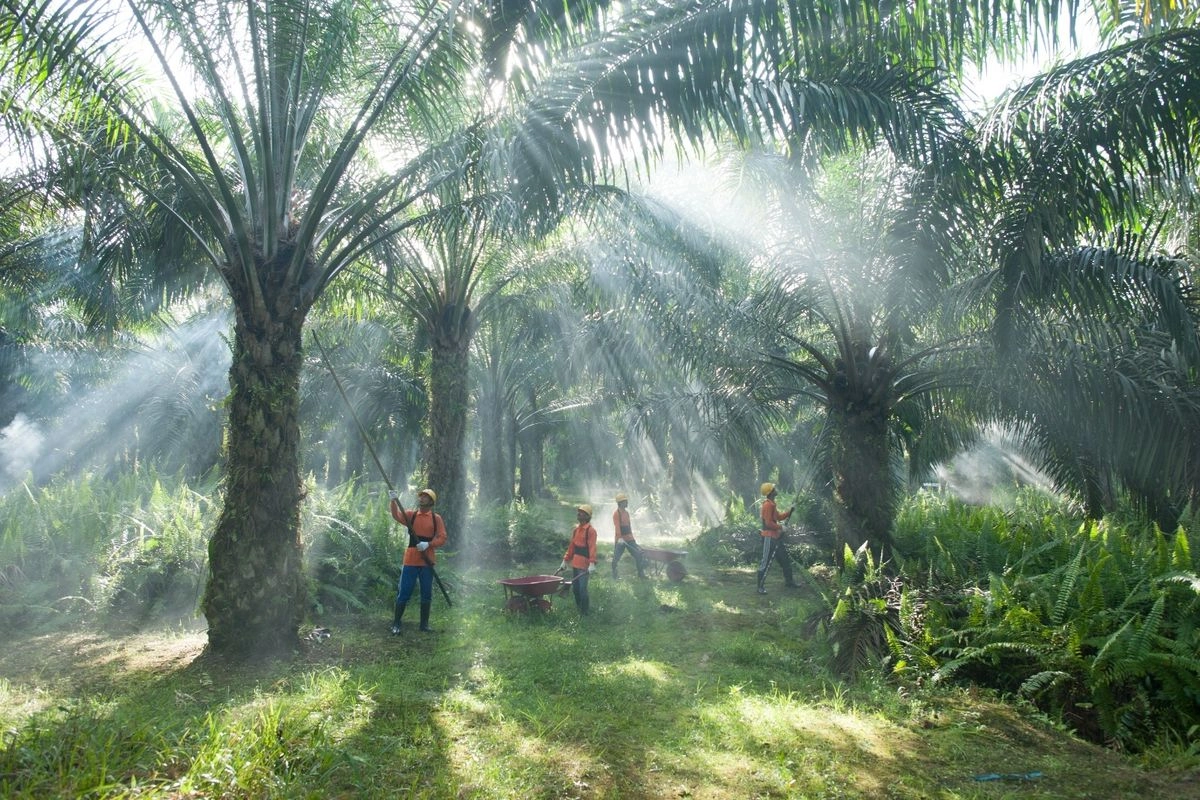 Perusahaan Sawit Disidak untuk Antisipasi Karhutla, Kementan Cek Pompa Air hingga Menara Api