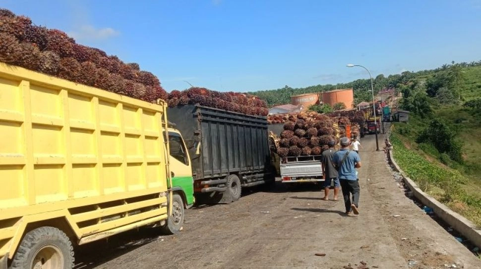 10 Perusahaan Sawit Manipulasi Harga CPO, Modus Operandinya Lintas Negara