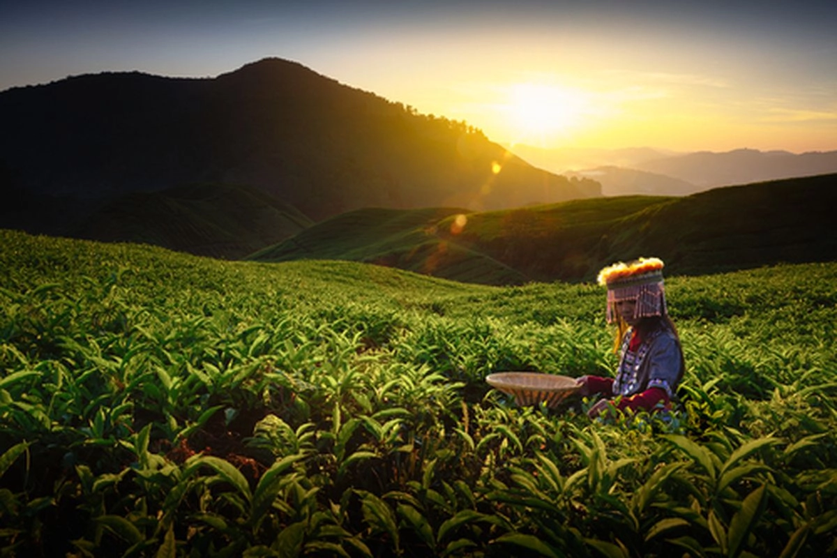 5 Wisata Kebun Teh Kekinian di Jawa Tengah yang Punya Wahana Seru