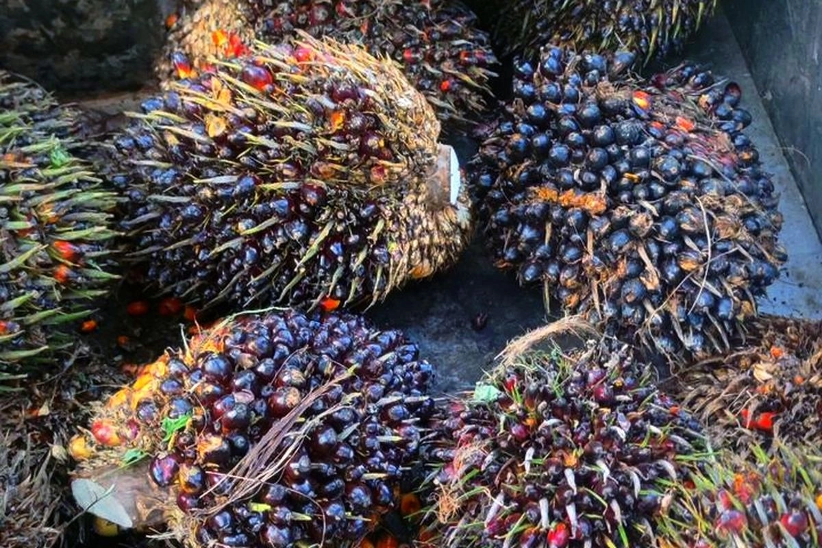 Program B50 RI Terancam Jika Replanting Sawit Terus Melambat