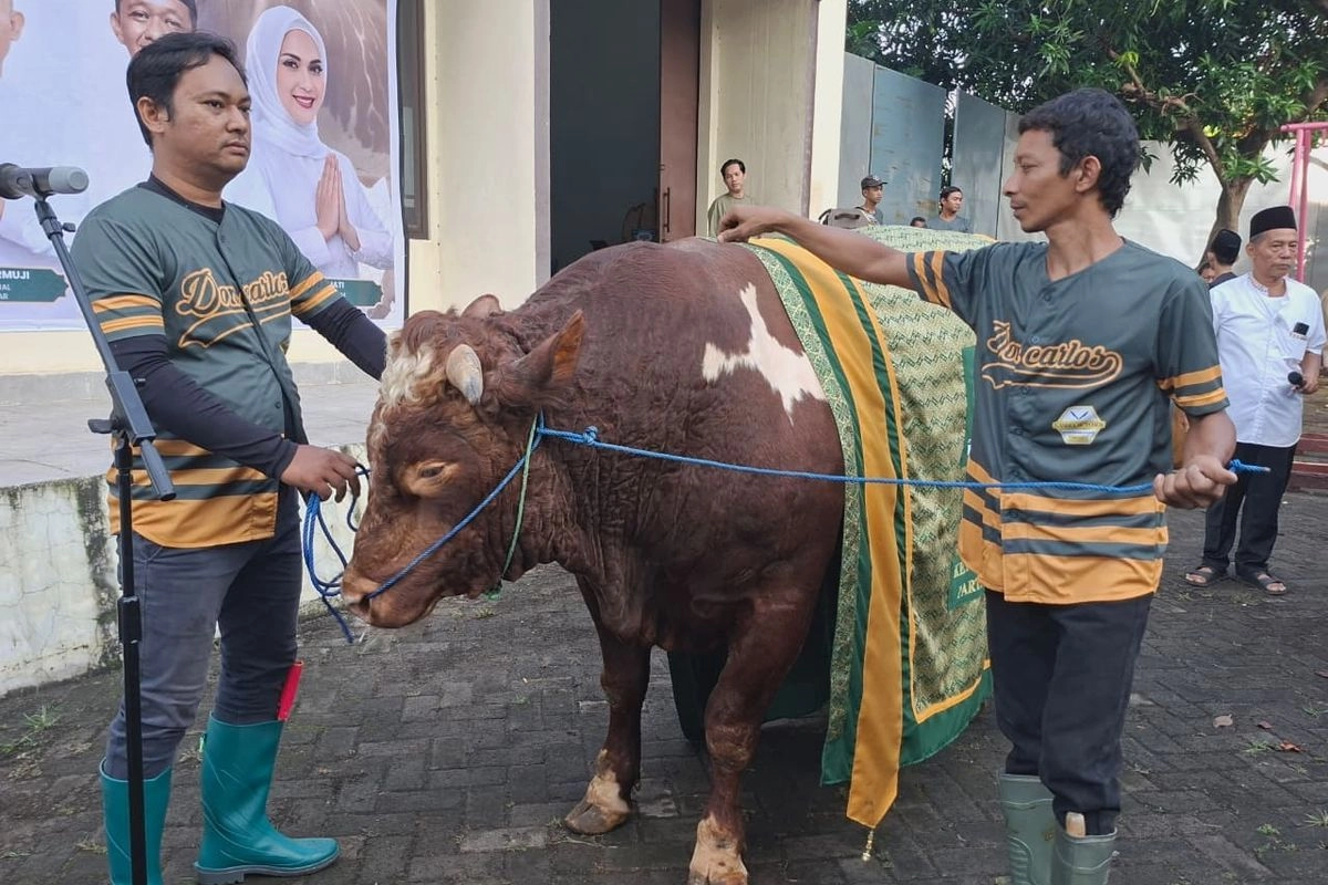 Bahlil Naik Haji, Golkar Salurkan 47 Sapi Kurban dan 4 Kambing pada Idul Adha 2026