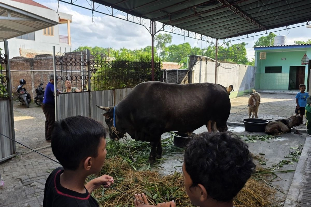 Gerindra: Bantuan Sapi Kurban Presiden dari APBN Sah, Sudah Ada Sejak Era SBY-Jokowi