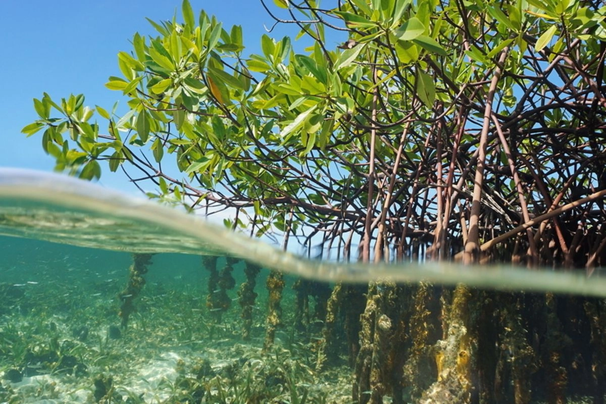 J Trust Bank Danai Penanaman Mangrove dari Produk Tabungan Hijau