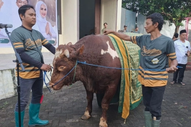 Sapi Kurban 1,3 Ton dari Bahlil Jadi yang Terbesar di DPP Golkar