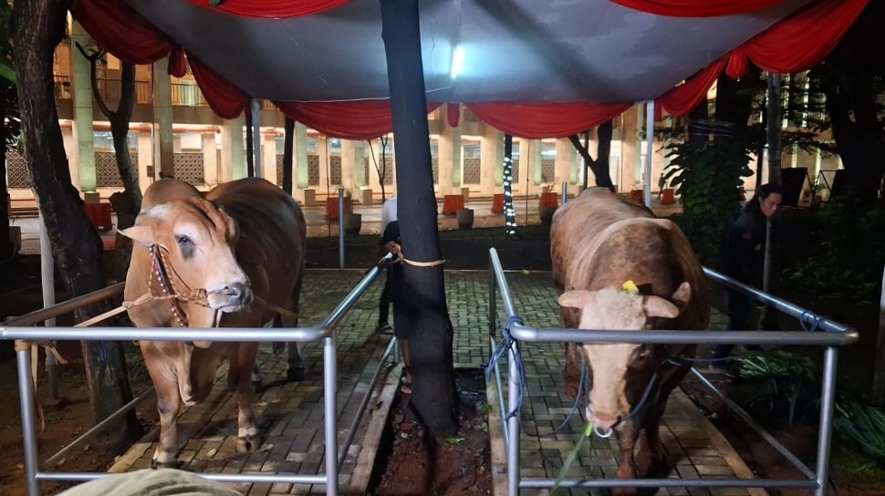 Hitung-hitungan Anggaran Sapi Kurban Prabowo Rp100 M dari APBN, Per Ekor Tembus Rp91 Juta?