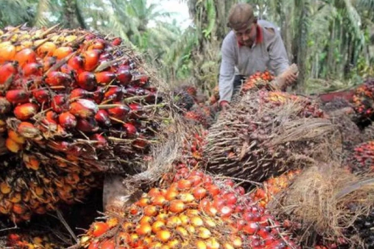 GAPKI: Harga TBS Sawit Mulai Pulih Usai Pemerintah Beri Kepastian Soal DSI