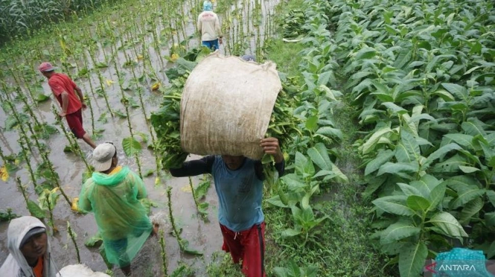 Setor Ratusan Triliun ke Negara, Tapi Petani Tembakau Belum Dilindungi Hukum