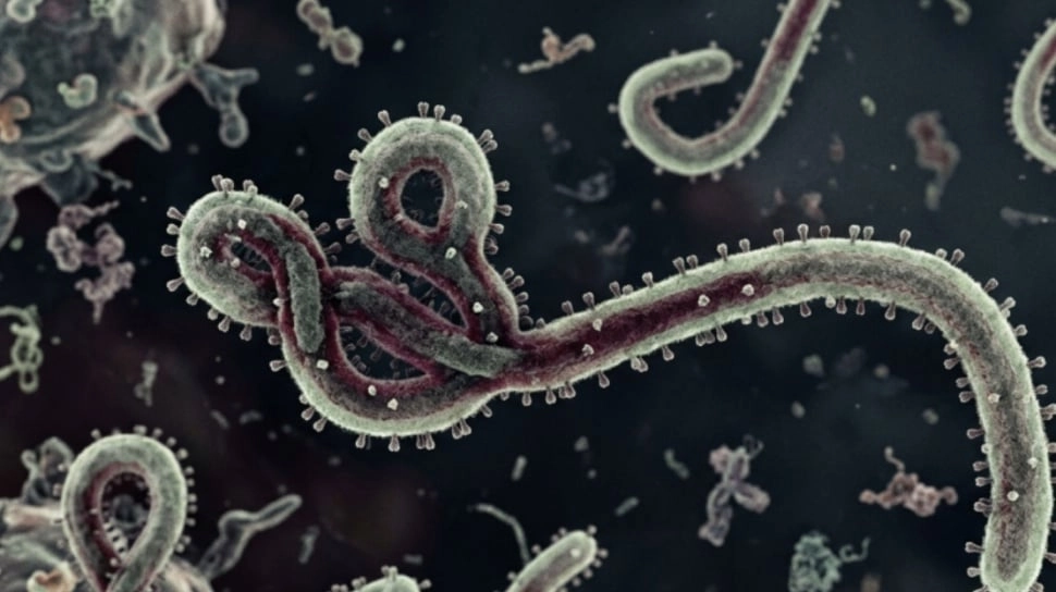 Timnas Kongo Tersandung Jelang Piala Dunia 2026, Laga Uji Coba Dibatalkan Gegara Ebola
