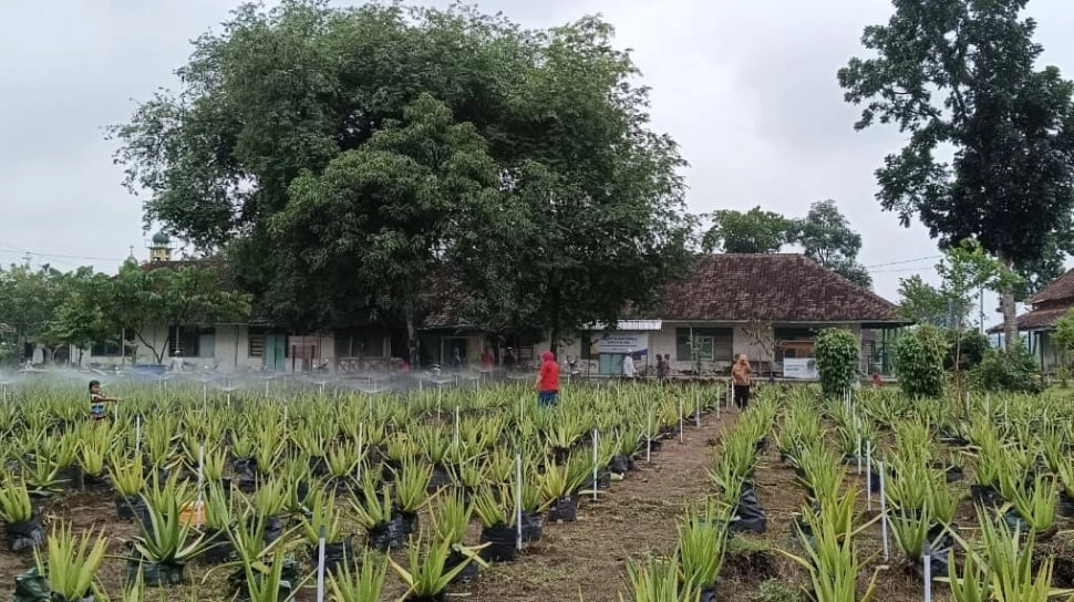 Bekas Klinik Peninggalan Belanda Dimanfaatkan Jadi Kebun Lidah Buaya, Nyiramnya Bisa Lewat HP