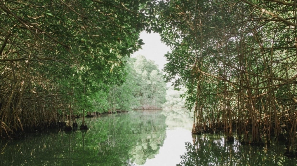 Kenaikan Permukaan Laut Ancam Kemampuan Mangrove Menyimpan Karbon