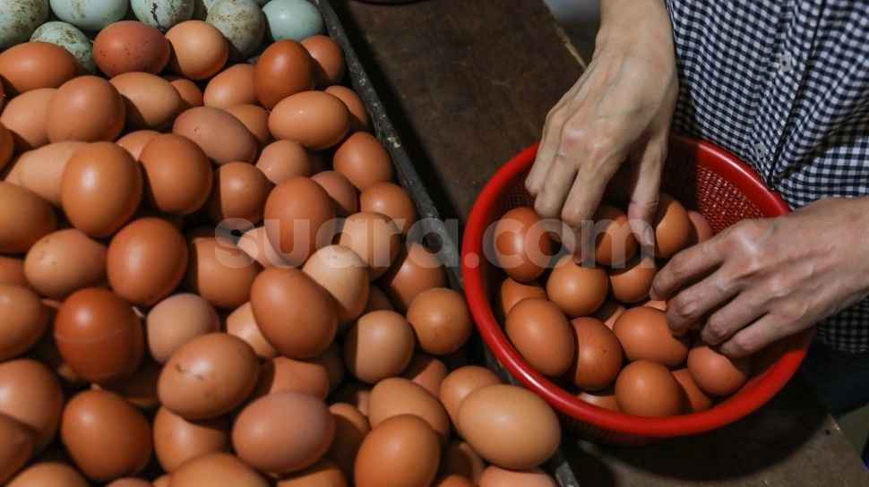 Harga Telur Ayam Turun Drastis, Pemerintah Malah Bingung