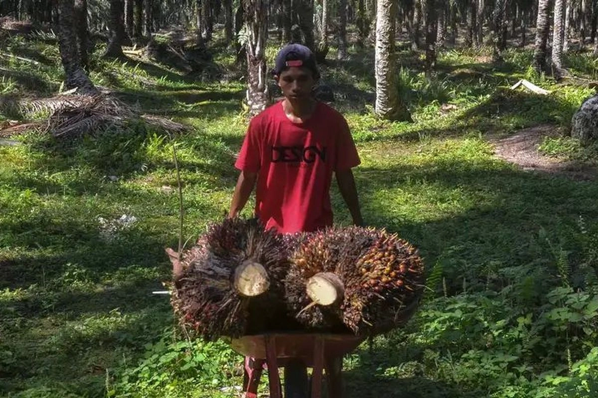 Petani Sawit Keluhkan Tengkulak Mainkan Harga TBS, Minta Polri Tindak
