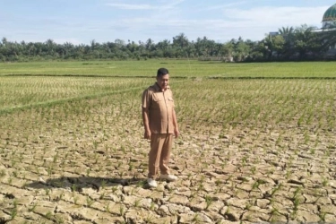 BMKG Prediksi Puncak Kemarau pada Juli-September 2026, di Daerah Mana Saja?
