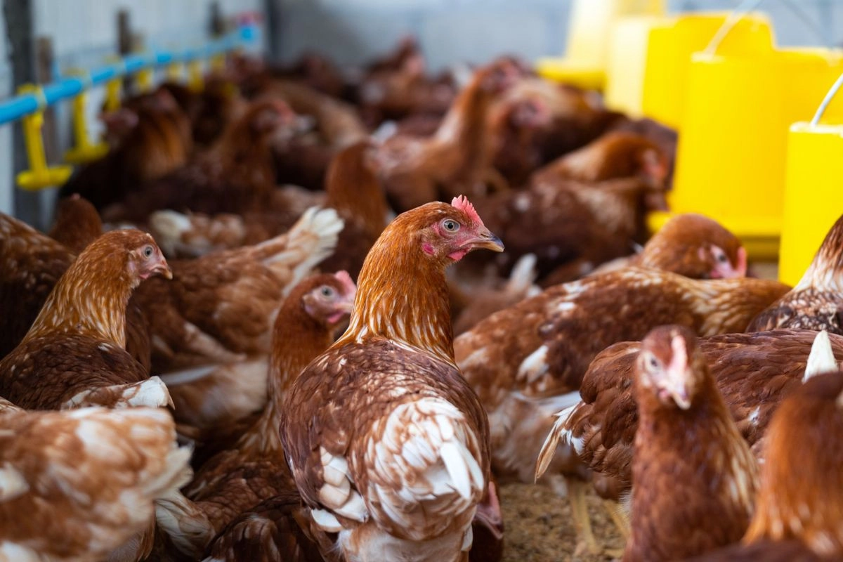 Harga Ayam Anjlok, Peternak Minta BUMN Serap Produksi Broiler