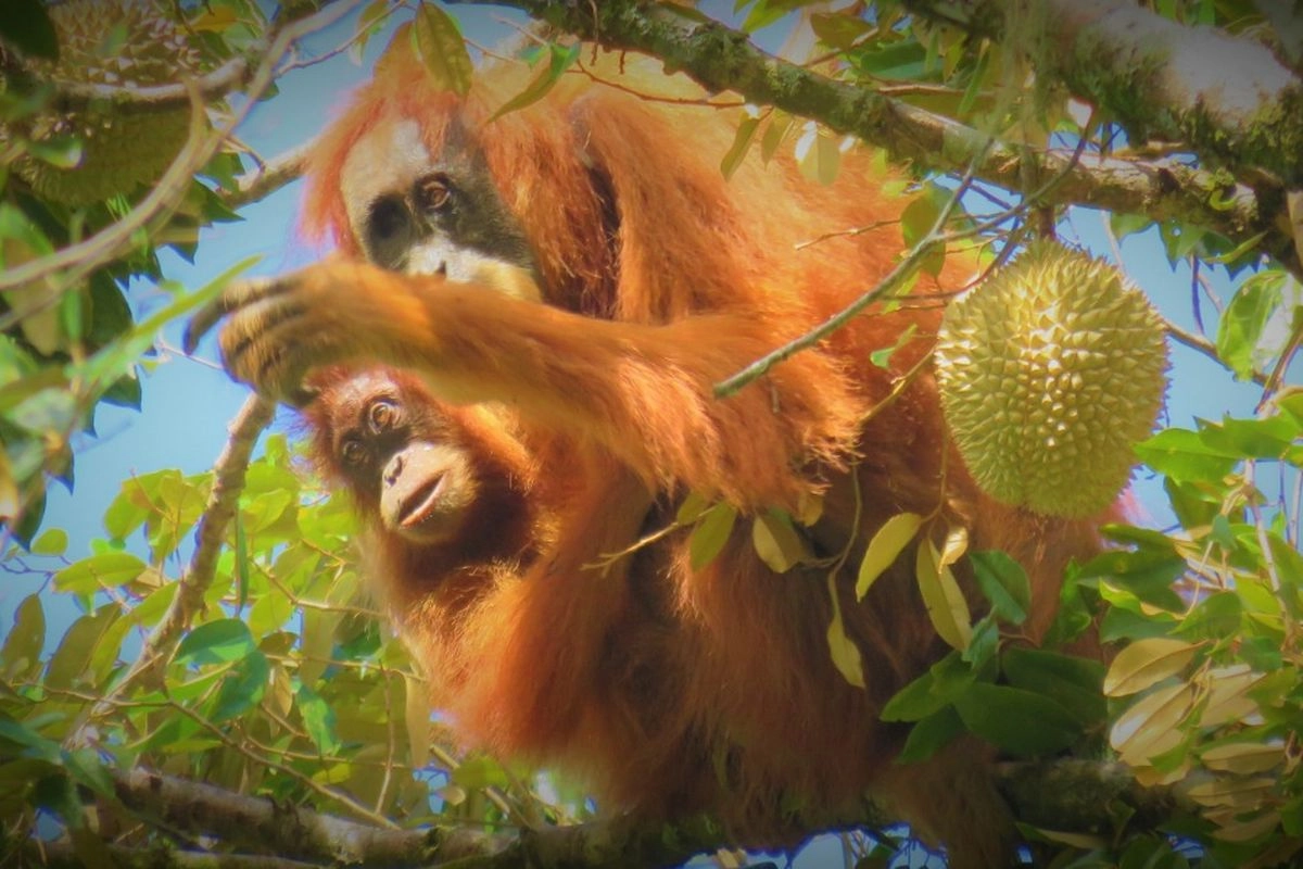 Hujan Ekstrem dan Banjir Sumatra Dorong Orangutan Tapanuli ke Ambang Kepunahan